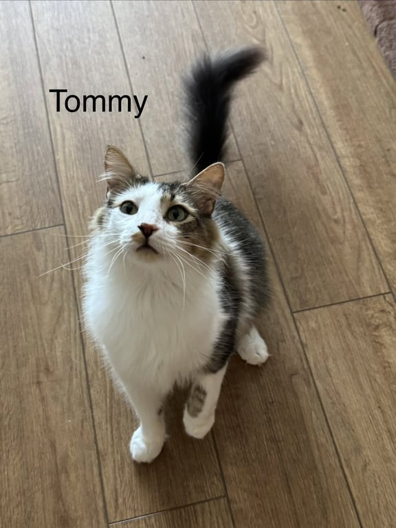 Tommy (Tomorrow) Image