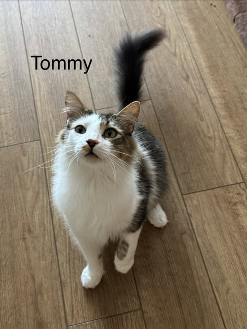 TOMMY (TOMORROW) - Domestic Medium Hair available for adoption