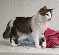 Tommy (Tomorrow) - Photo 4