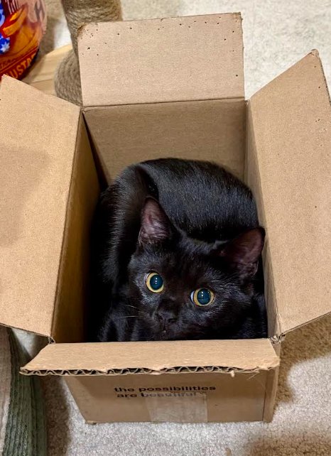 CINDER - Domestic Short Hair available for adoption