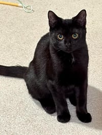 Cinder - Photo 3
