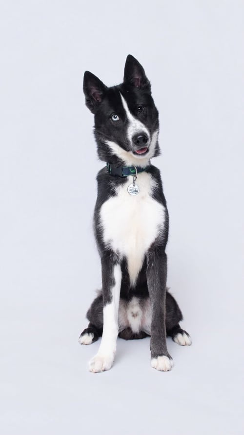 ODYSSEY - Siberian Husky available for adoption