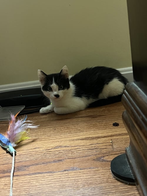 HOCEVAR - Domestic Short Hair available for adoption