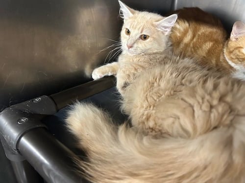 COSETTE & AMNERIS *BONDED* - Domestic Short Hair available for adoption
