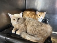 Cosette & Amneris *BONDED* - Photo 1