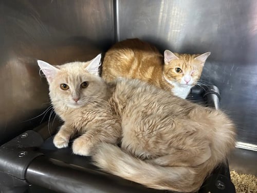 COSETTE & AMNERIS *BONDED* - Domestic Short Hair available for adoption