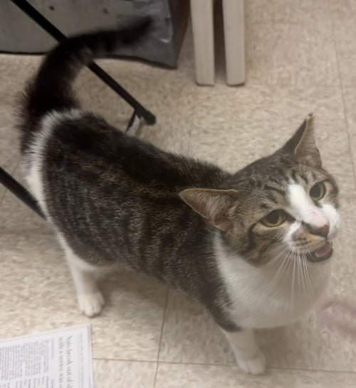 LLOYD - Domestic Short Hair available for adoption