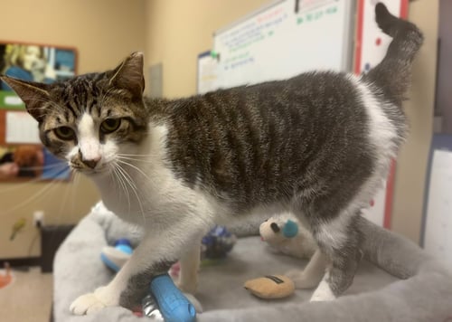 LLOYD - Domestic Short Hair available for adoption
