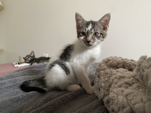 CHERISH - Domestic Short Hair available for adoption