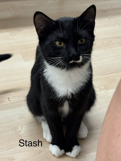 STASH - Domestic Short Hair available for adoption