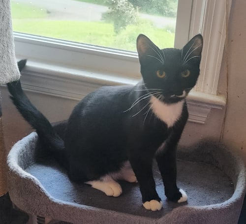 STASH - Domestic Short Hair available for adoption