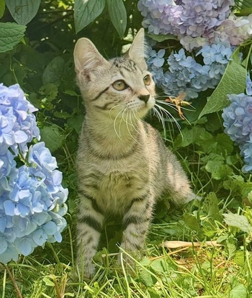 PARIS - Domestic Short Hair available for adoption