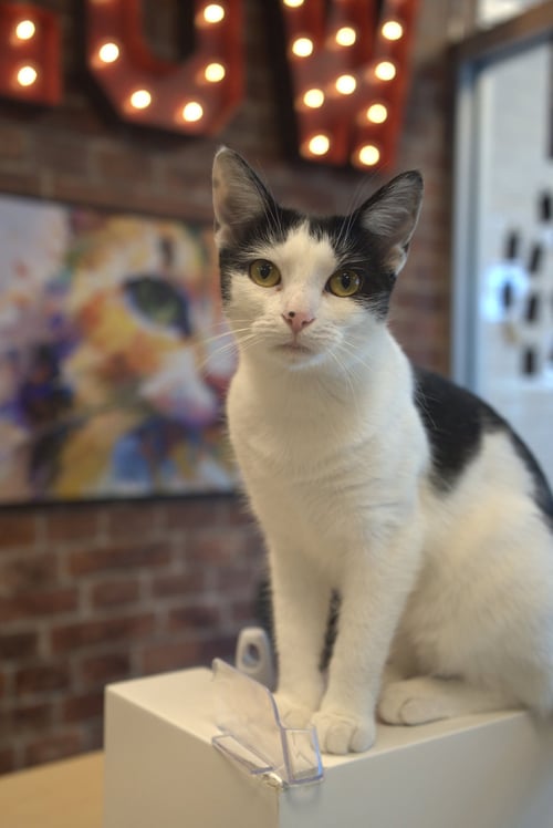 ANASTASIA - MT - Domestic Short Hair available for adoption