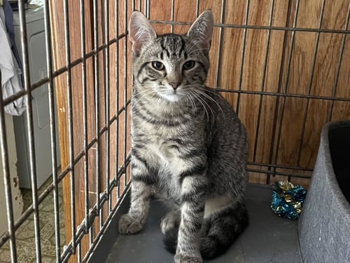 PIPER - Domestic Short Hair available for adoption