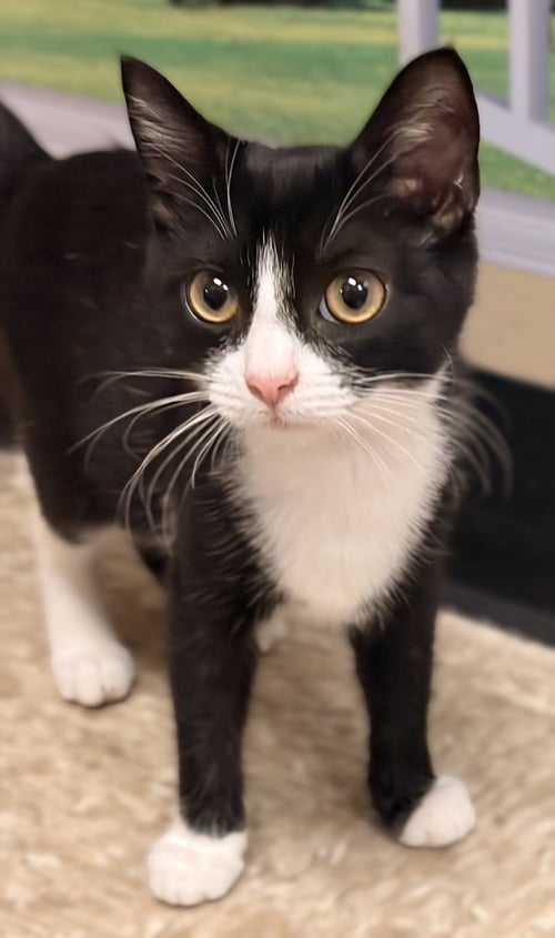 QUEENSBY - Domestic Short Hair available for adoption