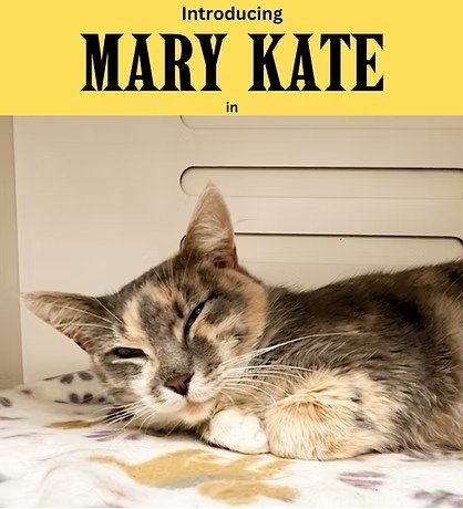 MARY KATE - Domestic Short Hair available for adoption