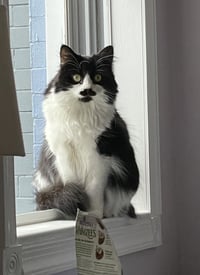 Jess (aka Lottie) FOSTER NEEDED - Photo 4