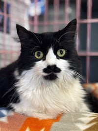 Jess (aka Lottie) FOSTER NEEDED - Photo 1