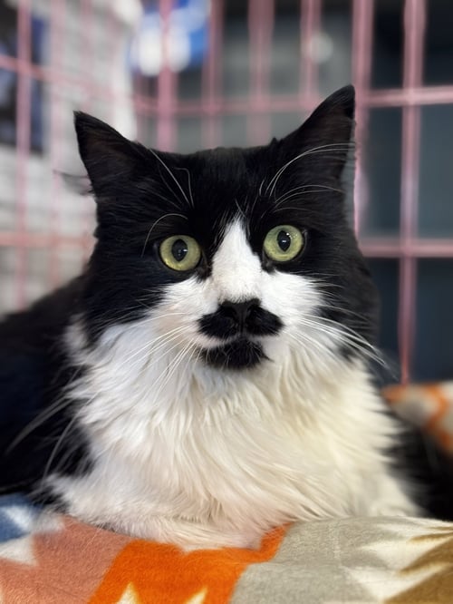 JESS (AKA LOTTIE) FOSTER NEEDED - Domestic Medium Hair available for adoption