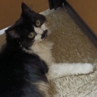 Jess (aka Lottie) FOSTER NEEDED - Photo 6