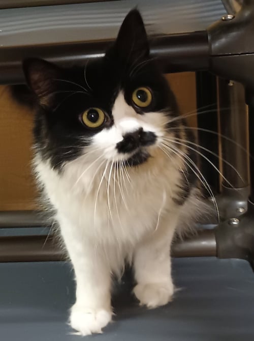 JESS (AKA LOTTIE) FOSTER NEEDED - Domestic Medium Hair available for adoption
