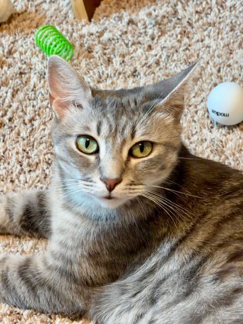 WILLOW - FEE SPONSORED - Domestic Short Hair available for adoption