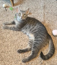 Willow - FEE SPONSORED - Photo 2