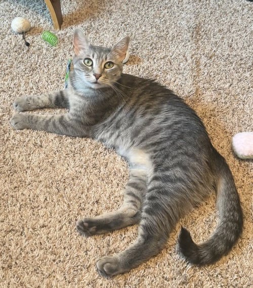 WILLOW - FEE SPONSORED - Domestic Short Hair available for adoption