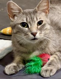 Willow - FEE SPONSORED - Photo 4