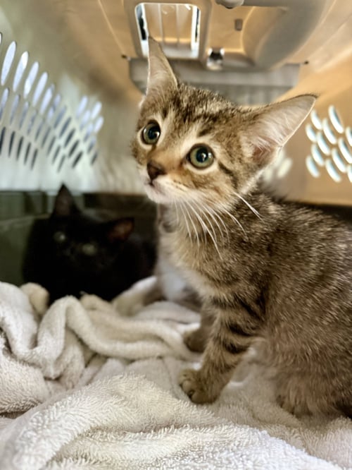 TYKE - Domestic Short Hair available for adoption