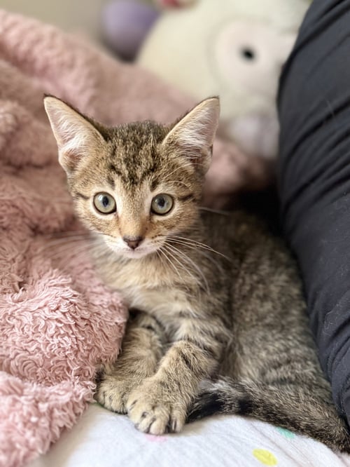 TYKE - Domestic Short Hair available for adoption