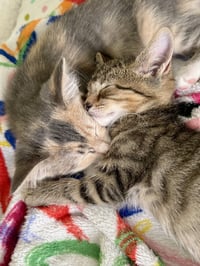 Tyke - Photo 4