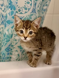 Tyke - Photo 3
