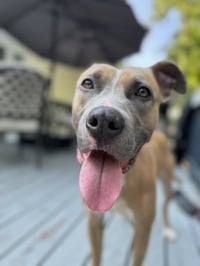 Luna FEE SPONSORED FOSTER HOME NEEDED - Photo 3