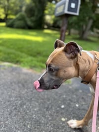 Luna FEE SPONSORED FOSTER HOME NEEDED - Photo 4