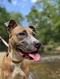 Luna FEE SPONSORED FOSTER HOME NEEDED - Photo 2