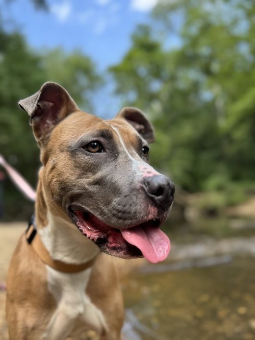 LUNA FEE SPONSORED FOSTER HOME NEEDED - Terrier available for adoption