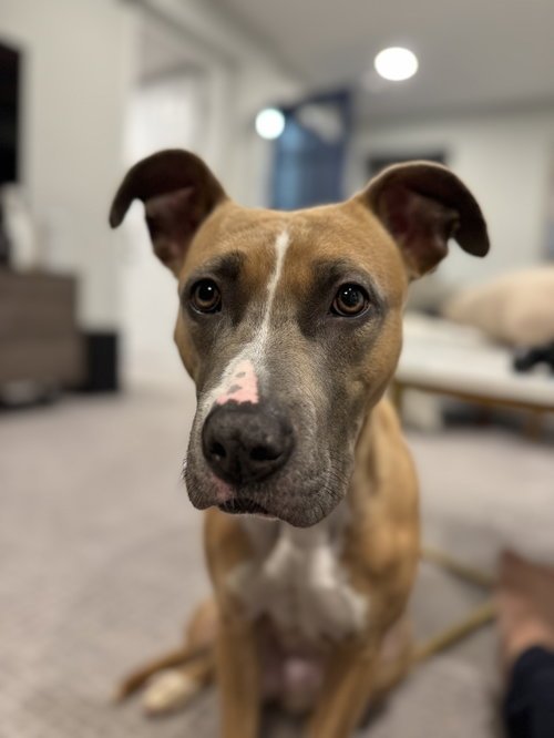 LUNA FEE SPONSORED FOSTER HOME NEEDED - Terrier available for adoption