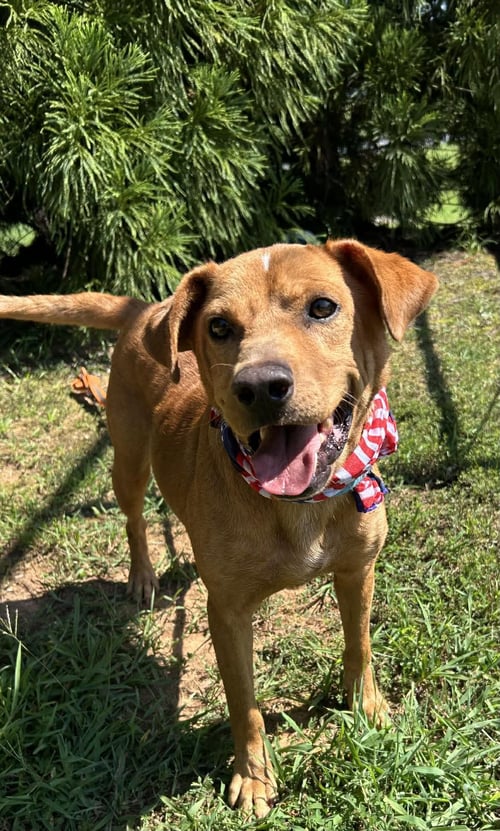 BAILEY - Hound available for adoption