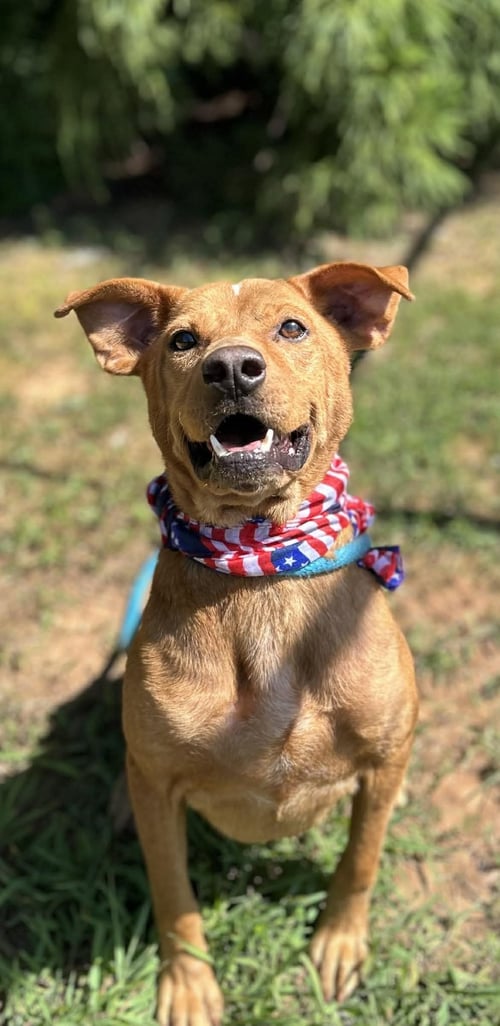 BAILEY - Hound available for adoption