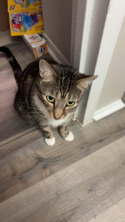 BOOTS - Domestic Short Hair available for adoption