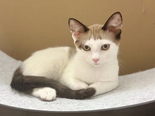 MARCO - Domestic Short Hair available for adoption