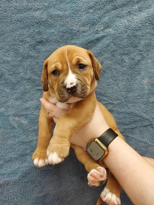 KAI - Labrador Retriever available for adoption
