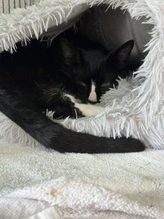 ERIC - Domestic Short Hair available for adoption