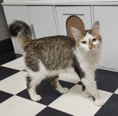LEE - Domestic Short Hair available for adoption