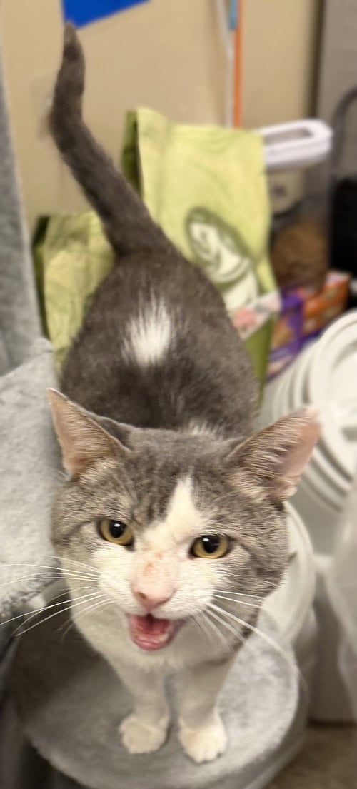ALADDIN - Domestic Short Hair available for adoption