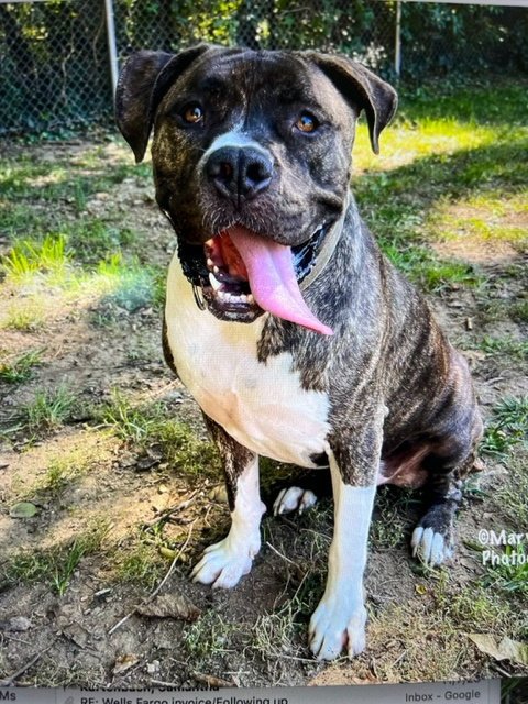 MAXWELL FEE SPONSORED - Bulldog / Mastiff available for adoption