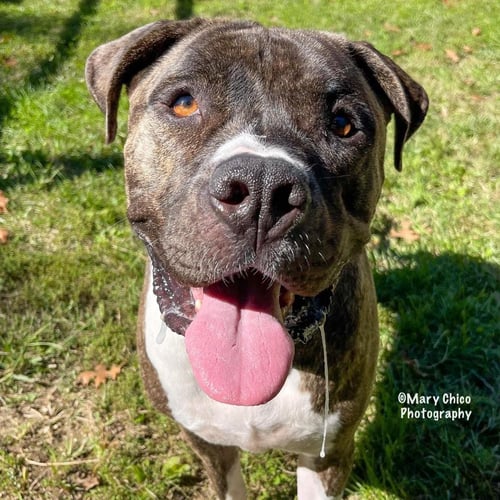 MAXWELL FEE SPONSORED - Bulldog / Mastiff available for adoption