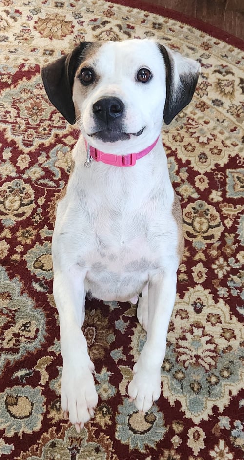 PEARL - Beagle available for adoption