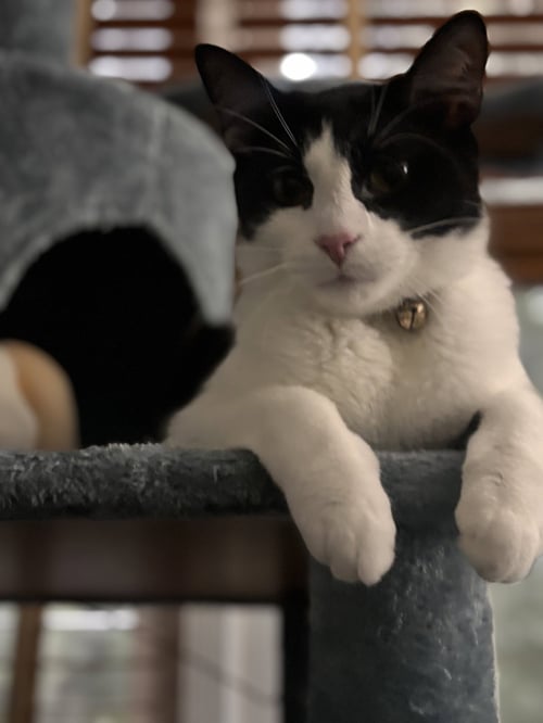 JAMES - Domestic Short Hair available for adoption
